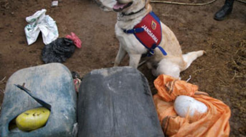 Dedektör köpek 55 kilo esrar buldu