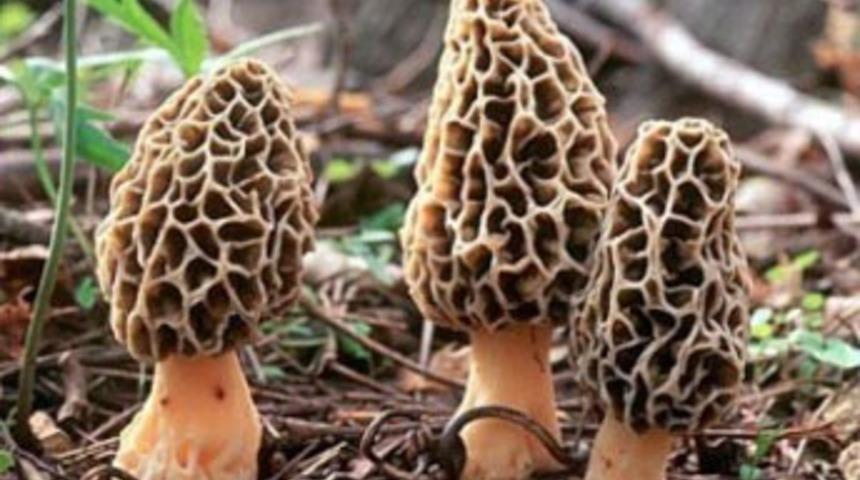 &quot;Kuzu göbeği&quot; pazarda 