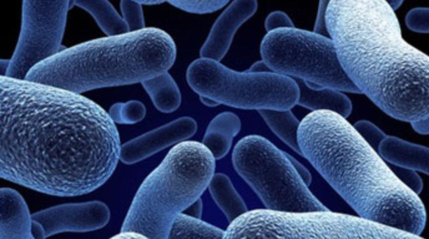 Bursa'da kaçak mikroorganizma operasyonu