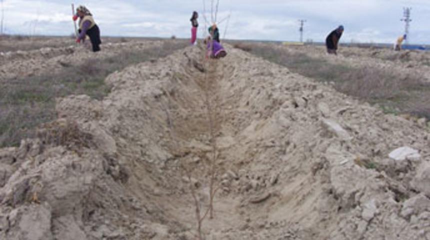 Karapınar'da &quot;1 milyon fidan&quot; kampanyası