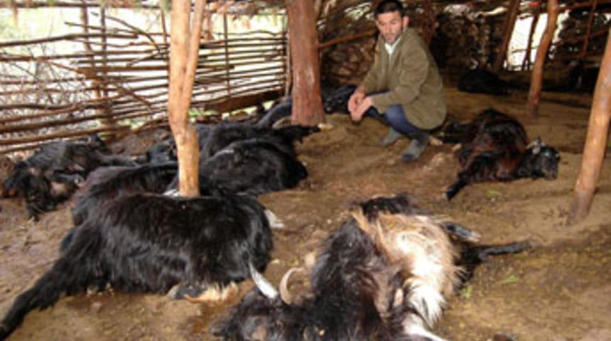 Yıldırım 57 k&uuml;&ccedil;&uuml;kbaş hayvanı telef etti