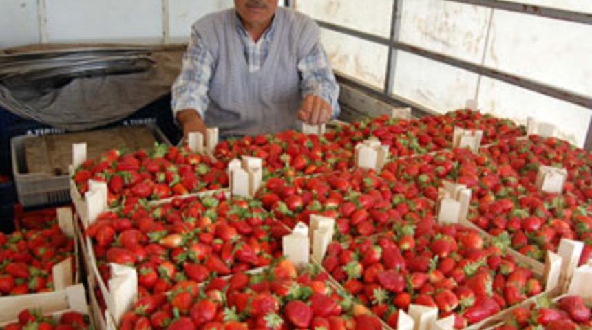 Çilek ihracatı başladı