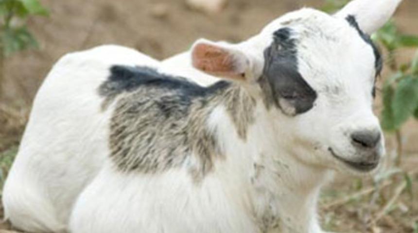 K&ouml;pek, oğlağa annelik yapıyor