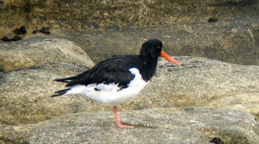 &Ouml;r&uuml;mcek ve poyraz kuşları halkalandı