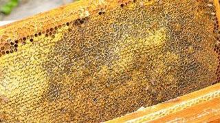 Kestane balına talep arttı