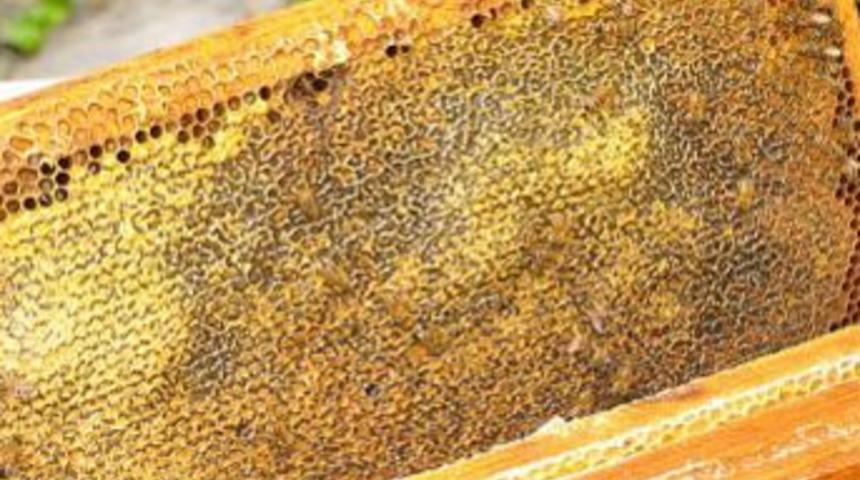 Kestane balına talep arttı