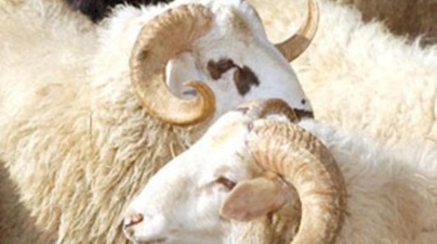 Koynları çaldılar, kaçamadılar