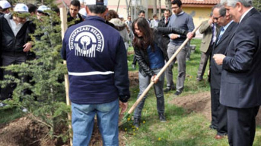 Hendek'te 45 bin kayın fidanı dikilecek