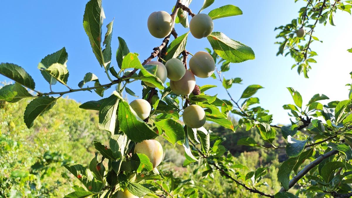 Manisa da 138 yıllık lezzette hasat başladı! Tazesi ayrı kurusu ayrı talep görüyor 2