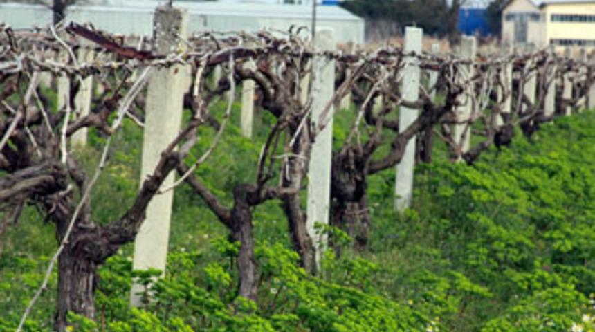 &Uuml;z&uuml;m kalıntısıyla m&uuml;cadele ediyorlar