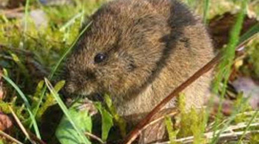 Tarlalarda fare istilası