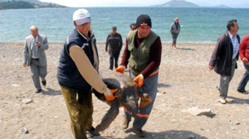 Sahilde ölü caretta caretta bulundu 