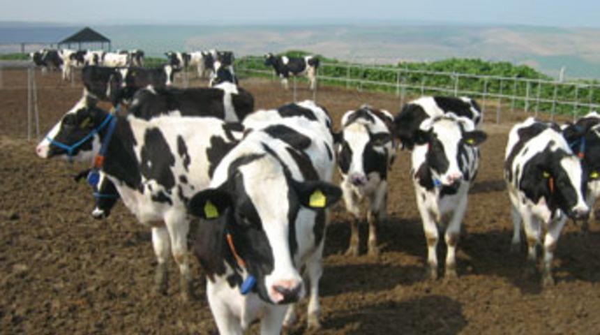 95 bin b&uuml;y&uuml;kbaş hayvan aşılanacak