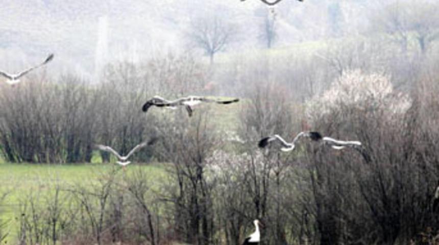 G&ouml;&ccedil;men kuşların rotası kuzey