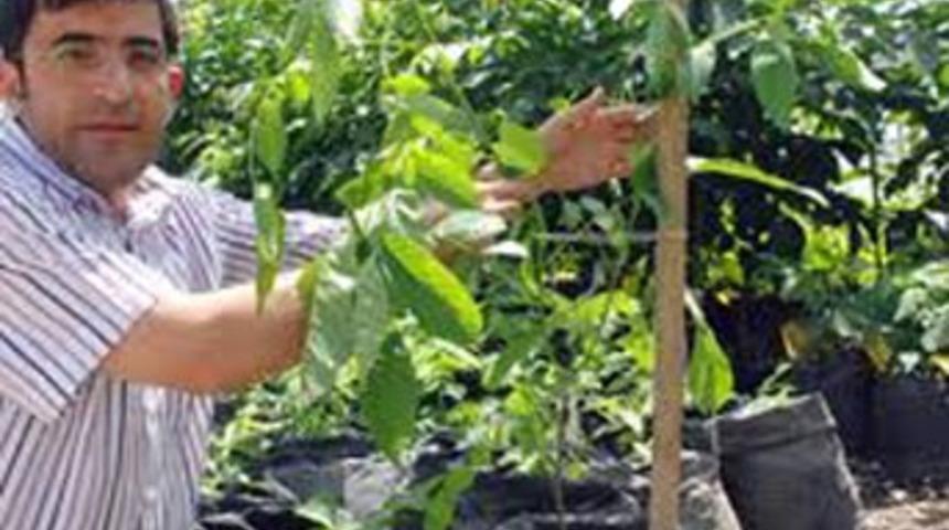 Tunceli'de ceviz yetiştiriciliği