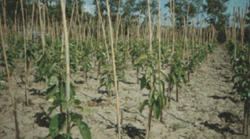 Muhtarlara ceviz vu dut fidanı dağıtıldı