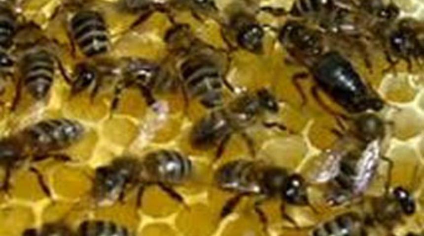 Arıcılığa devlet desteği