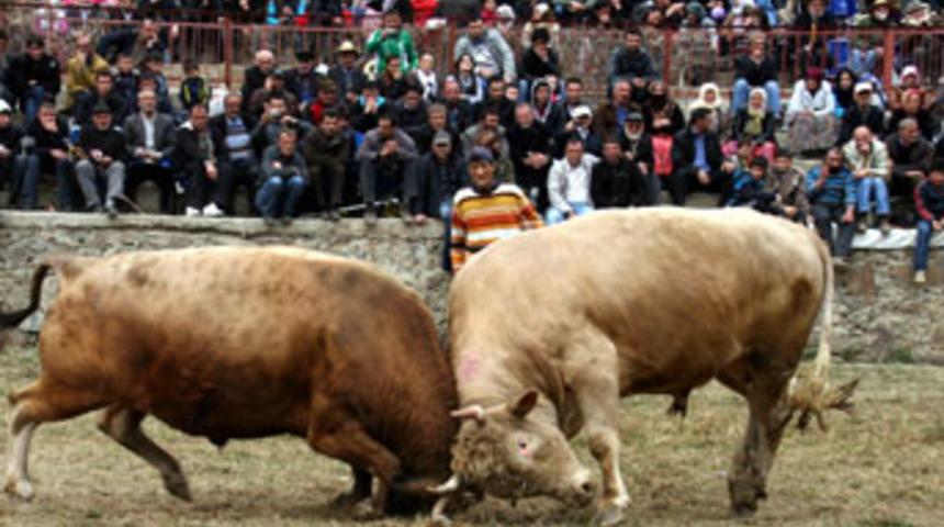 Boğa g&uuml;reşleri renkli başladı