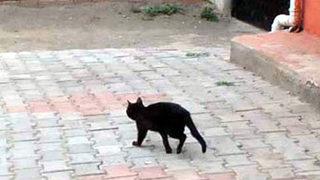 3 ayaklı kedi görenleri şaşırtıyor