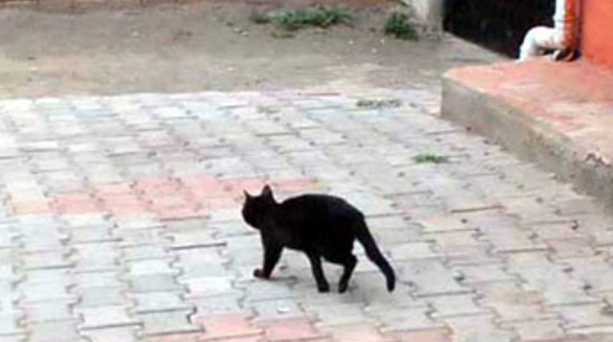 3 ayaklı kedi görenleri şaşırtıyor