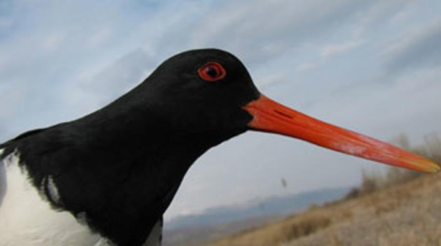 Örümcek ve poyraz kuşlarına halka