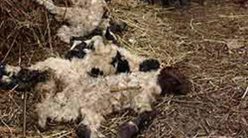 Anneleri &ccedil;alınan kuzular &ouml;ld&uuml;