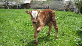 Üç ayakli buzağı ilgi odağı oldu