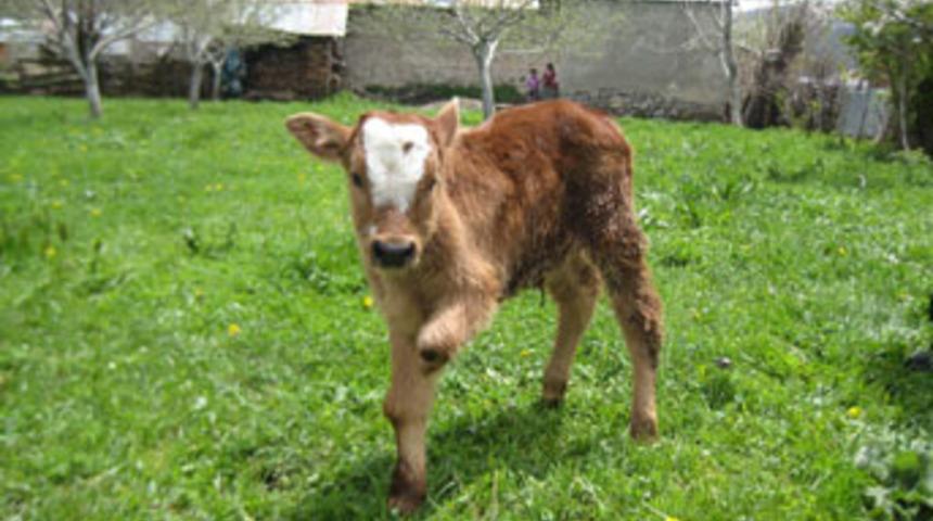 Bu da üç ayaklı buzağı