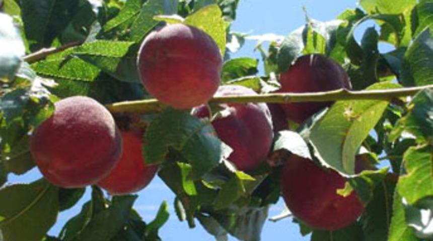 Kayısı &uuml;reticilerine karaleke uyarısı