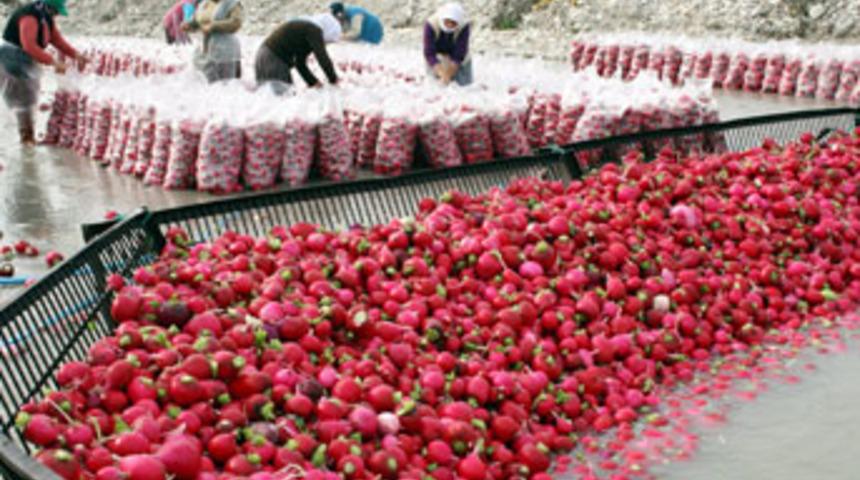 "Kırmızı altın" &uuml;reticisini &uuml;zd&uuml;