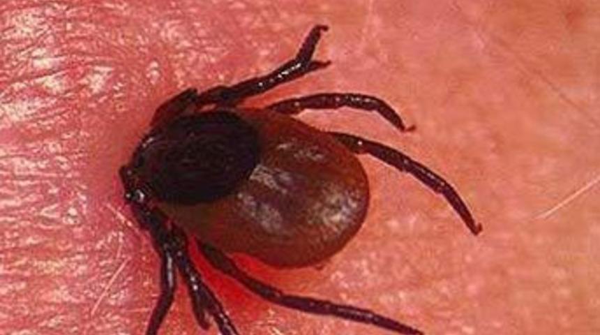 Kene yine büyük tehlike