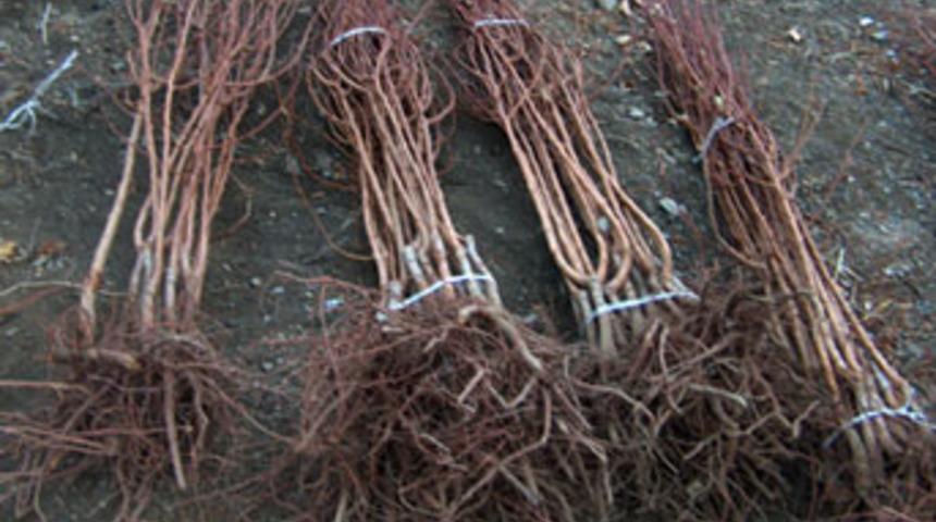 Muş'ta fidan dağıtımına başlandı