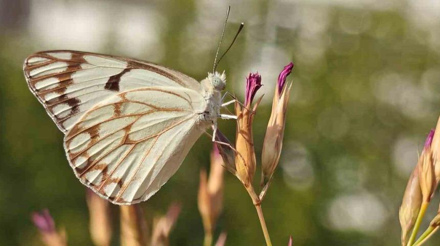Bitlis&rsquo;in kelebek t&uuml;rlerine bir yenisi daha eklendi