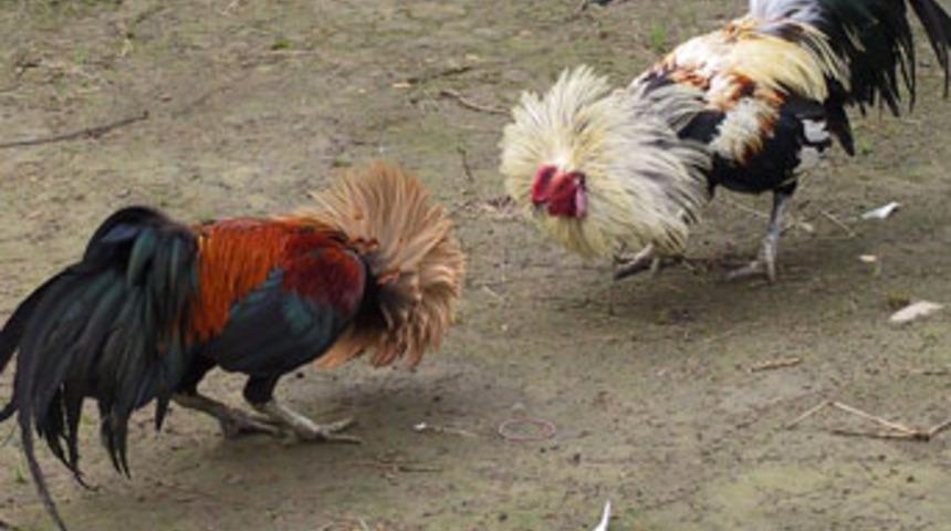 Horoz dövüştürenlere gözaltı