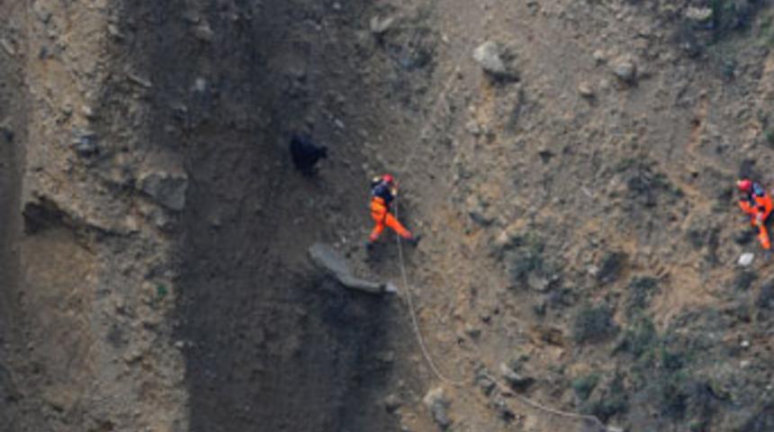 Keçi uçurumdan 5 gün sonra kurtarıldı