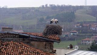 İlk leylekler Mecitözü'ne geldi