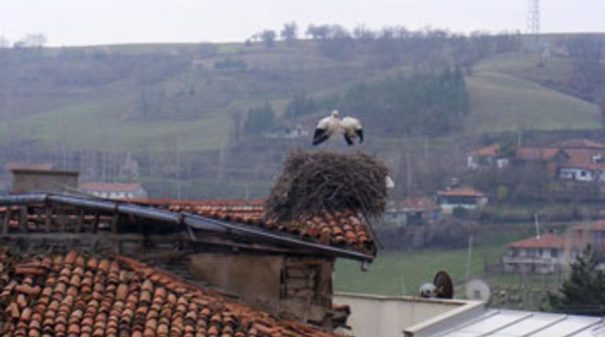 İlk leylekler Mecitözü'ne geldi