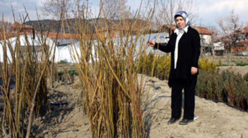 Kadın girişimciden kral ağacı ihracatı