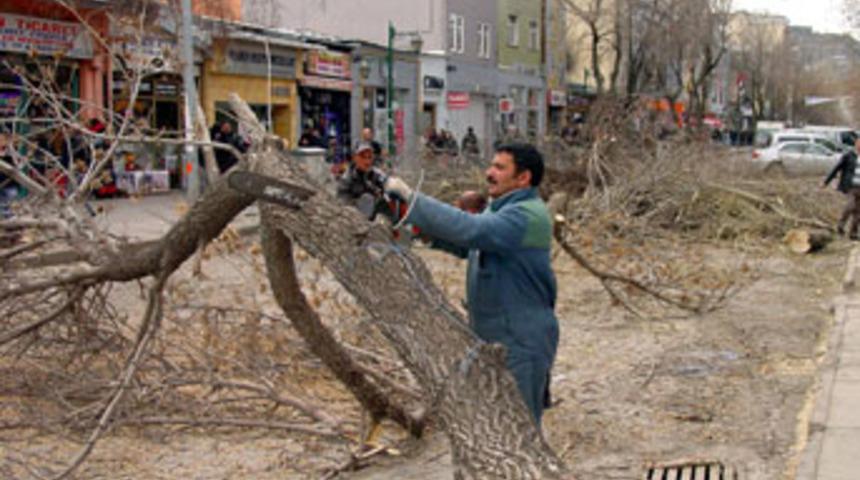 Kars'ta &ouml;mr&uuml;n&uuml; dolduran ağa&ccedil;lar kesildi