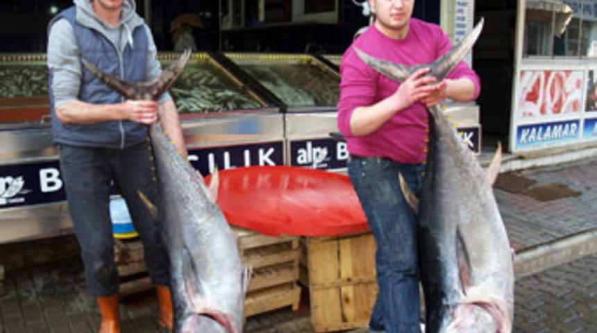 Edremit'te dev orkinos yakalandı