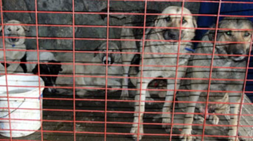 "Kısırlaştır aşıla yaşat"