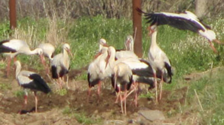 Baharın m&uuml;jdecisi leylekler Biga'da