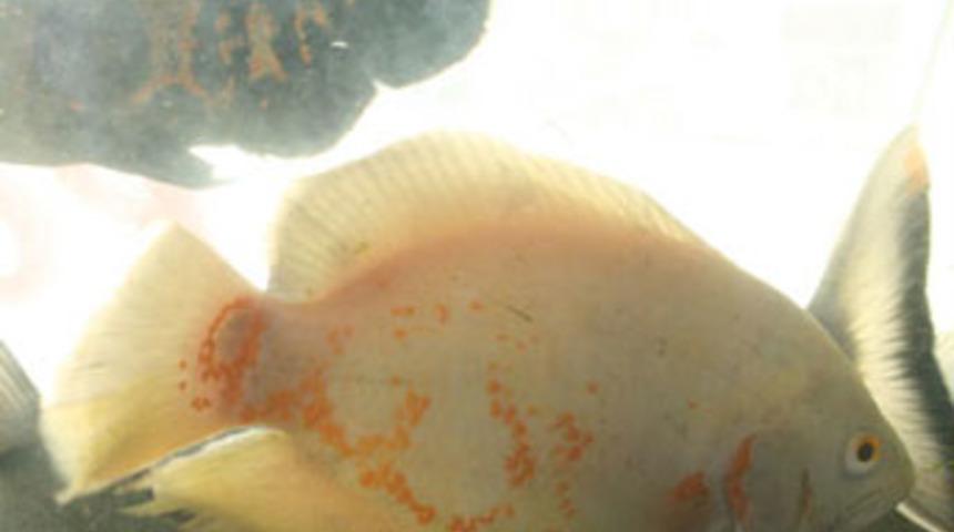 Üzerinde &quot;Allah&quot; yazıyor