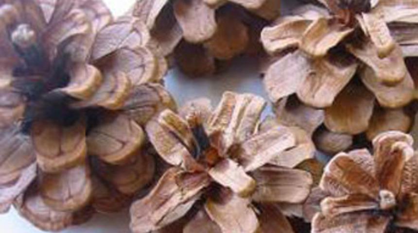 10 ton kozalak topladılar