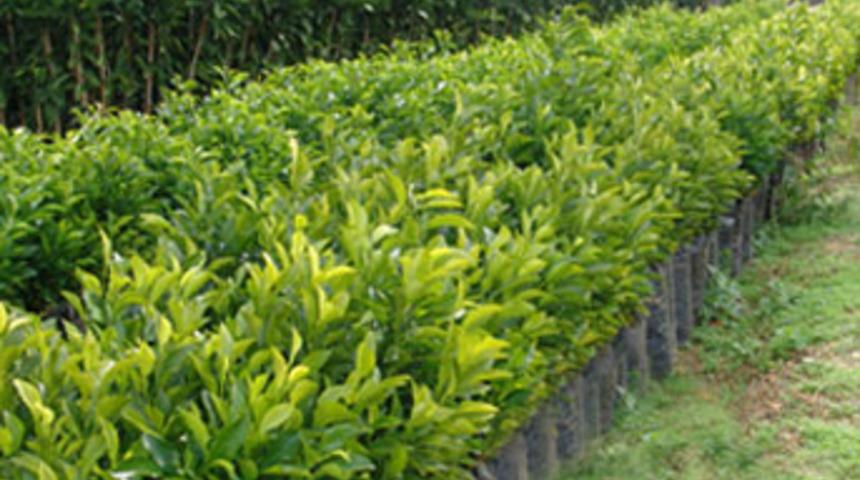 Bir fidan da sen dik