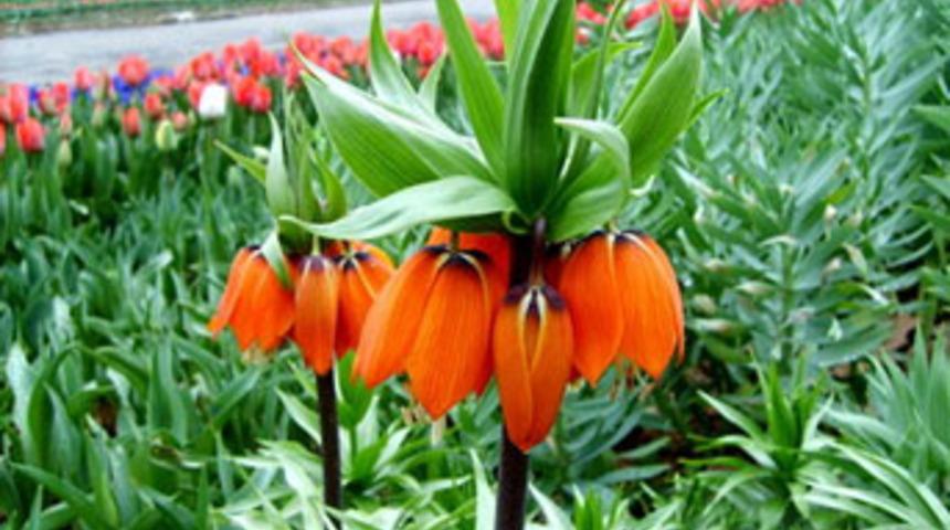 Sokaklar laleler ile donatıldı