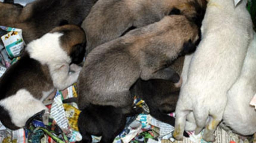 9 yavru köpek artık sahipsiz değil