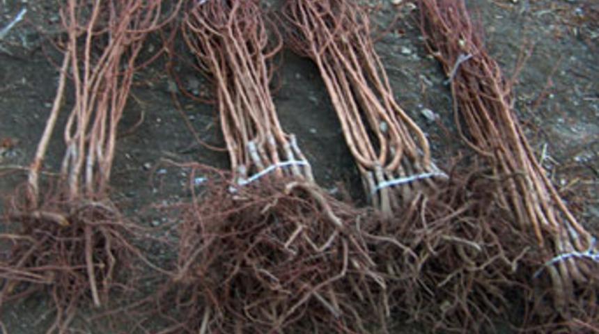 Bayburt'ta 5 bin adet meyve fidanı dağıtıldı