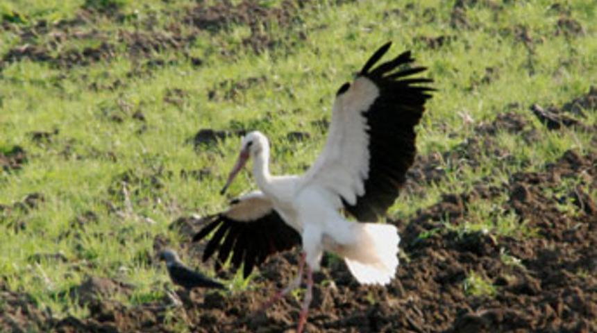 Leylekler, Kırklareli'de