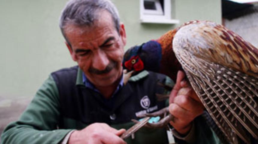 Erkek sülünlere güzellik bakımı